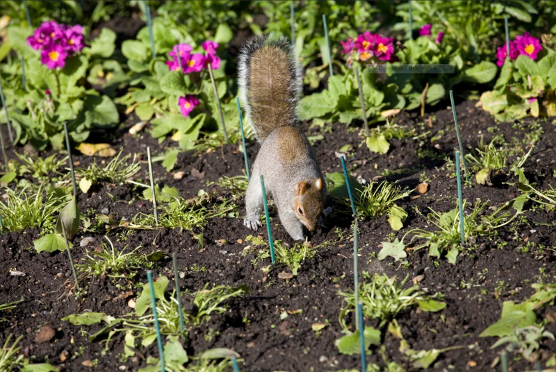 How to Stop Squirrels from Digging in Your Garden